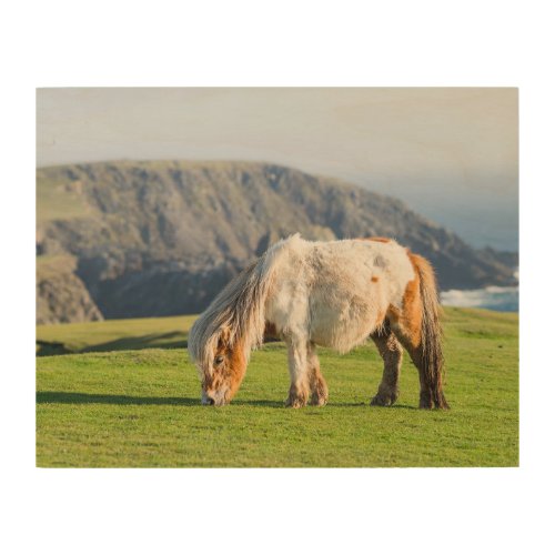 Shetland Pony on Pasture Near High Cliffs Wood Wall Art