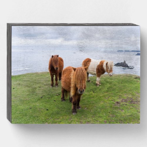 Shetland Pony on Pasture Near High Cliffs Wooden Box Sign