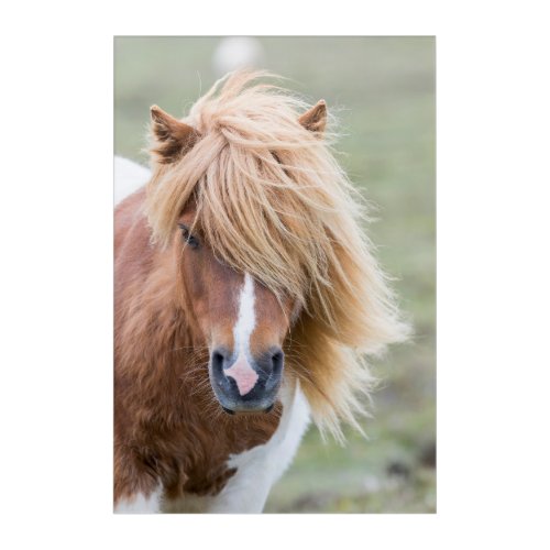 Shetland Pony on the Island of Unst Acrylic Print