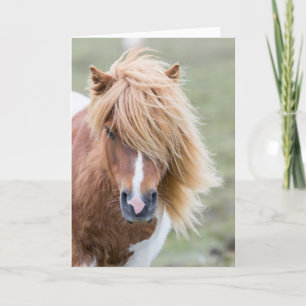 Shetland Pony on the Island of Unst Card