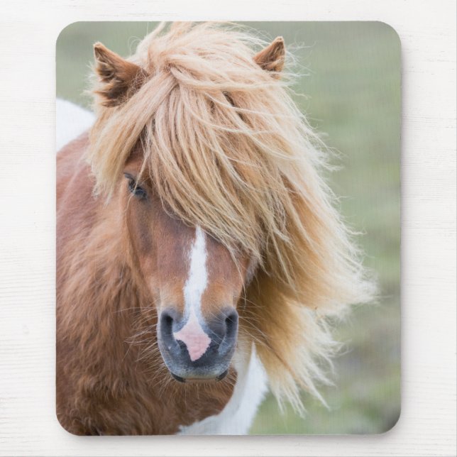 Shetland Pony on the Island of Unst Mouse Pad (Front)