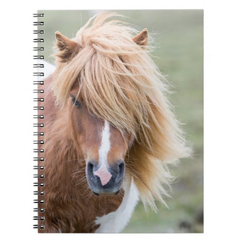 Shetland Pony on the Island of Unst Notebook