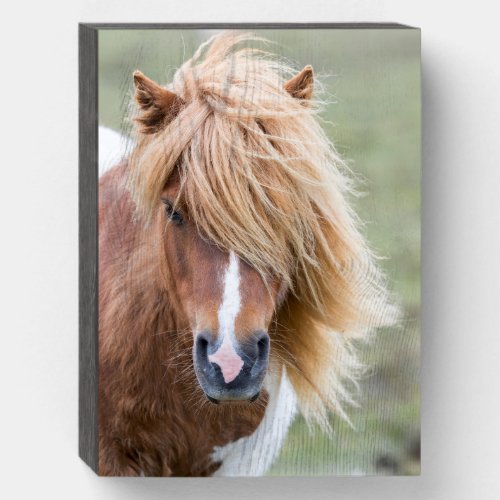 Shetland Pony on the Island of Unst Wooden Box Sign