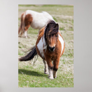 Shetland Pony, Shetland Islands Poster