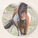 Shetland Pony, Shetland Islands Sandstone Coaster<br><div class="desc">Martin Zwick / SuperStock.com Europe,  Scotland</div>