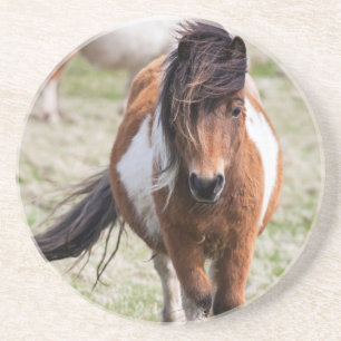 Shetland Pony, Shetland Islands Sandstone Coaster