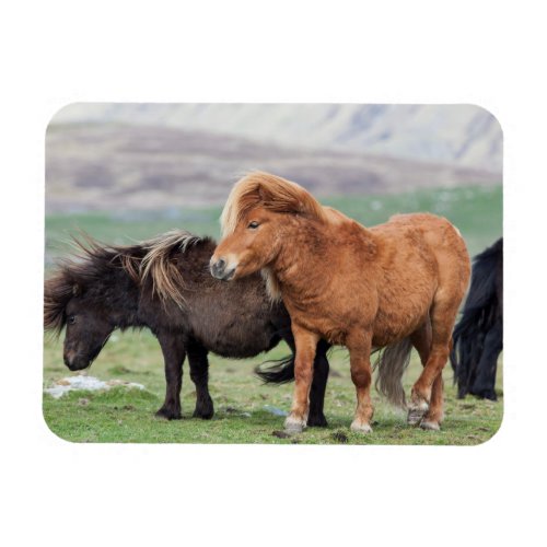 Shetland Pony Shetland Islands Scotland 2 Magnet