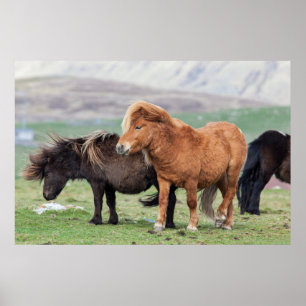 Shetland Pony, Shetland Islands, Scotland 2 Poster