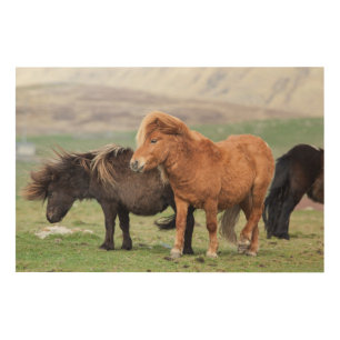 Shetland Pony, Shetland Islands, Scotland 2 Wood Wall Art