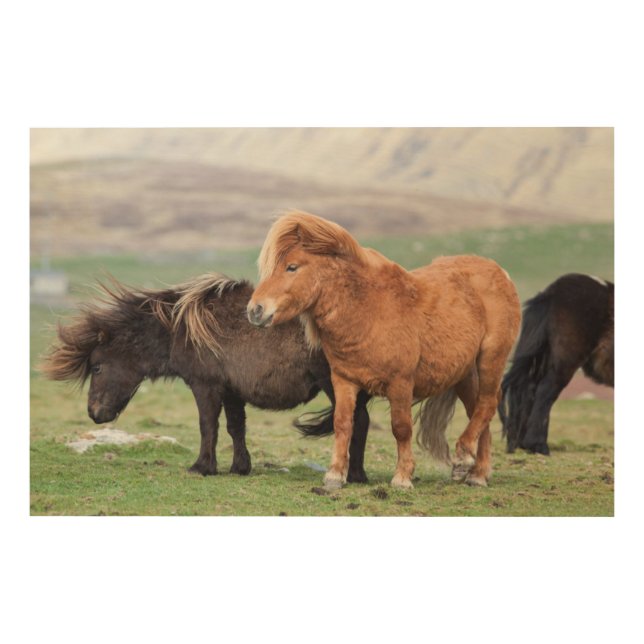 Shetland Pony, Shetland Islands, Scotland 2 Wood Wall Art (Front)
