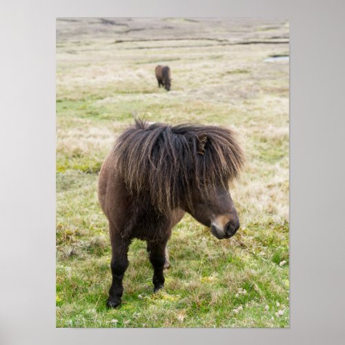 Shetland Pony Shetland Islands Scotland 3 Poster