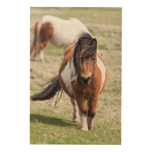 Shetland Pony, Shetland Islands, Scotland Wood Wall Art