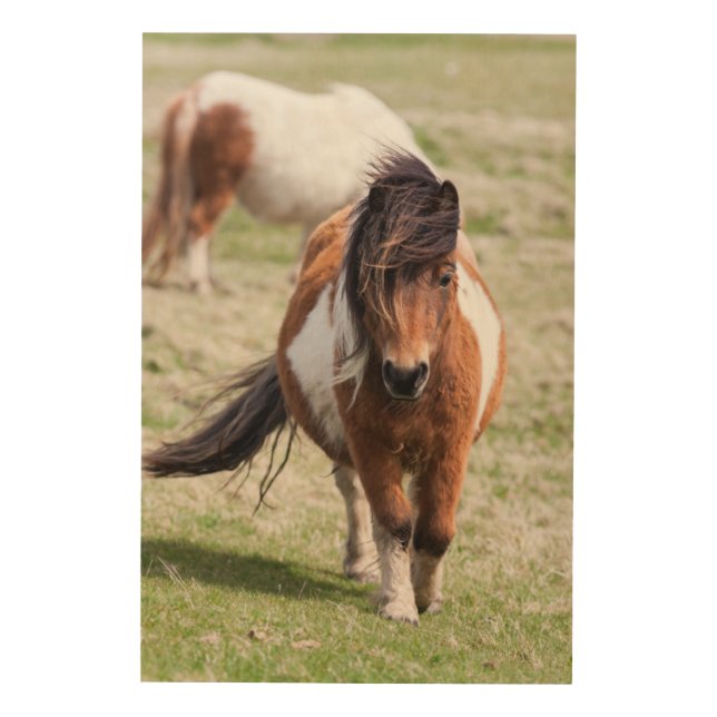 Shetland Pony, Shetland Islands, Scotland Wood Wall Art (Front)