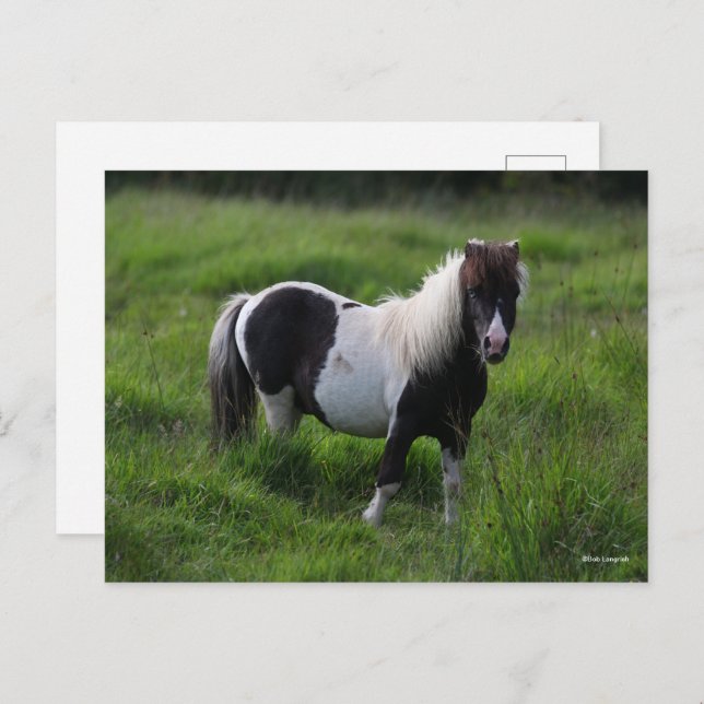 Shetland Pony Stallion Standing In Grass Postcard (Front/Back)