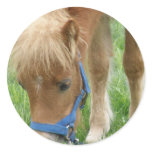 Shetland Pony Stickers