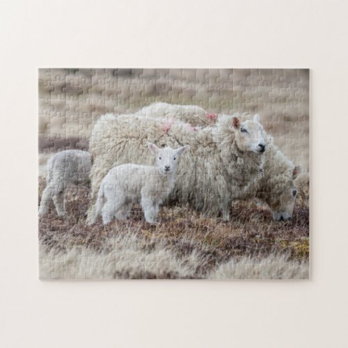 Shetland Sheep 2 Jigsaw Puzzle