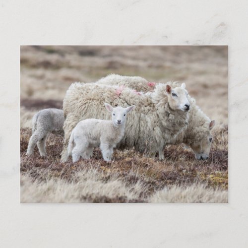 Shetland Sheep 2 Postcard