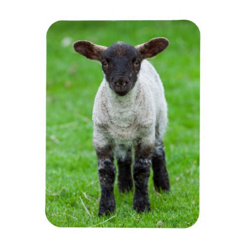 Shetland Sheep 4 Magnet