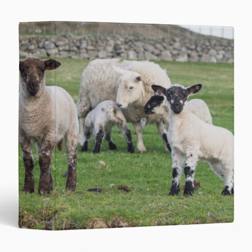 Shetland Sheep 5 Binder