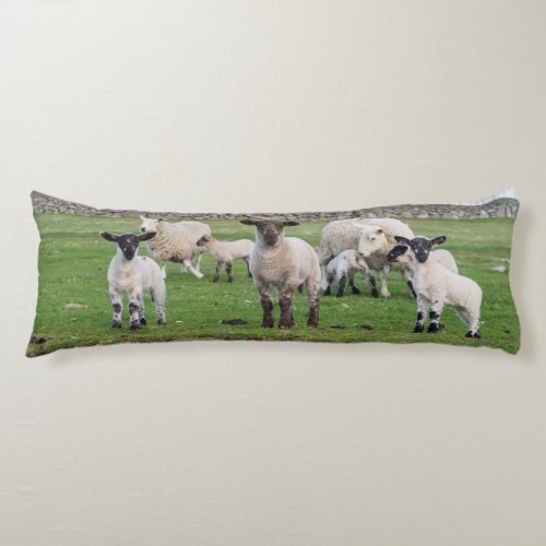 Shetland Sheep 5 Body Pillow
