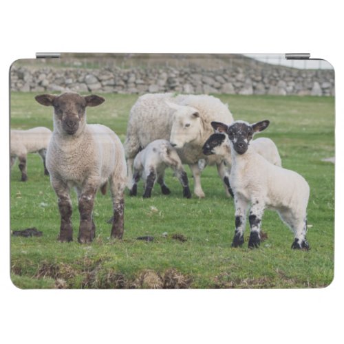 Shetland Sheep 5 iPad Air Cover