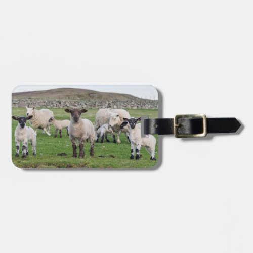 Shetland Sheep 5 Luggage Tag