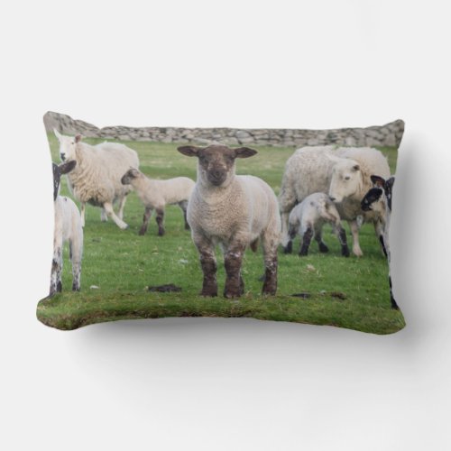 Shetland Sheep 5 Lumbar Pillow
