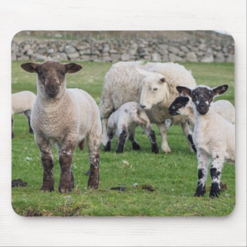 Shetland Sheep 5 Mouse Pad