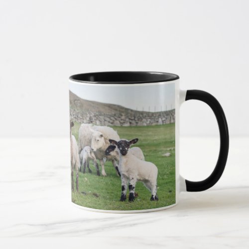 Shetland Sheep 5 Mug