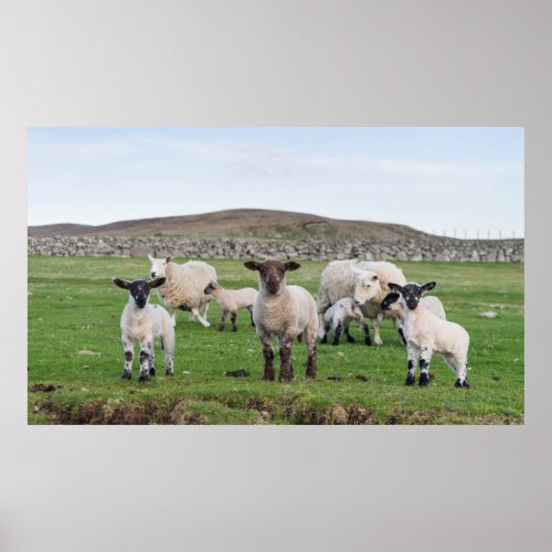 Shetland Sheep 5 Poster