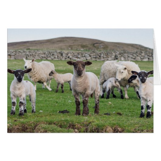 Shetland Sheep Cards (Front Horizontal)
