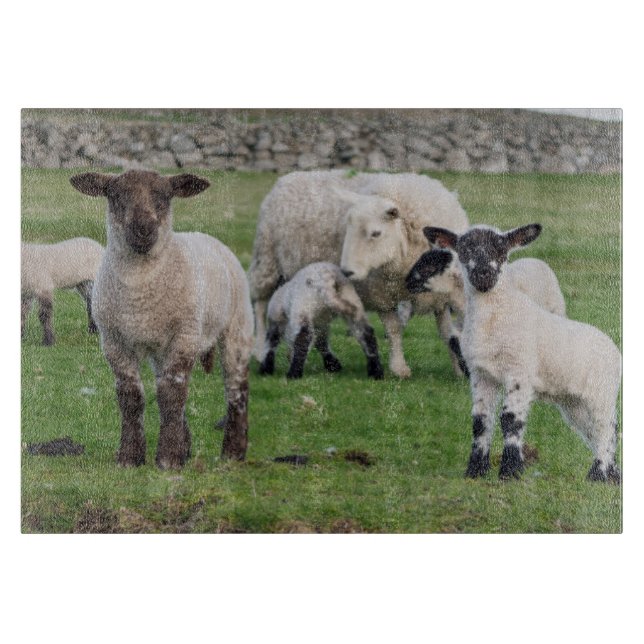 Shetland Sheep Cutting Board (Front)