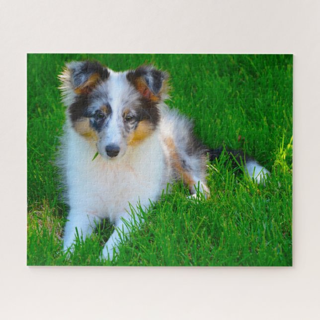 Shetland Sheep Dog Jigsaw. Jigsaw Puzzle (Horizontal)