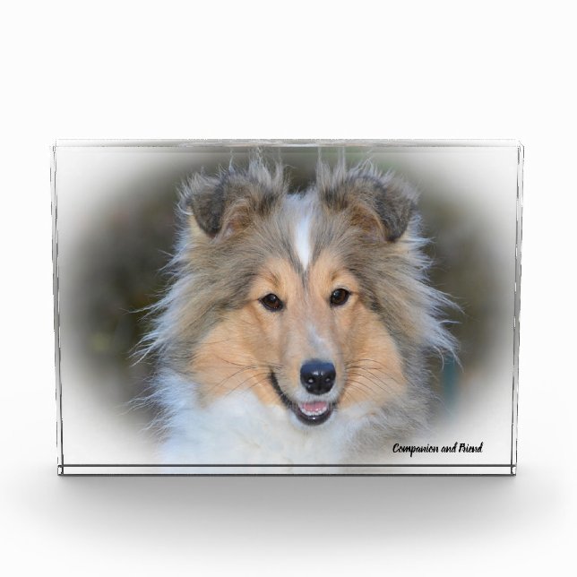 Shetland Sheep Dog. Photo Block (Front)
