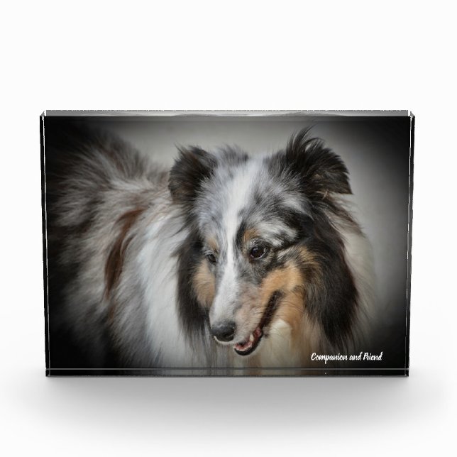 Shetland Sheep Dog. Photo Block (Front)
