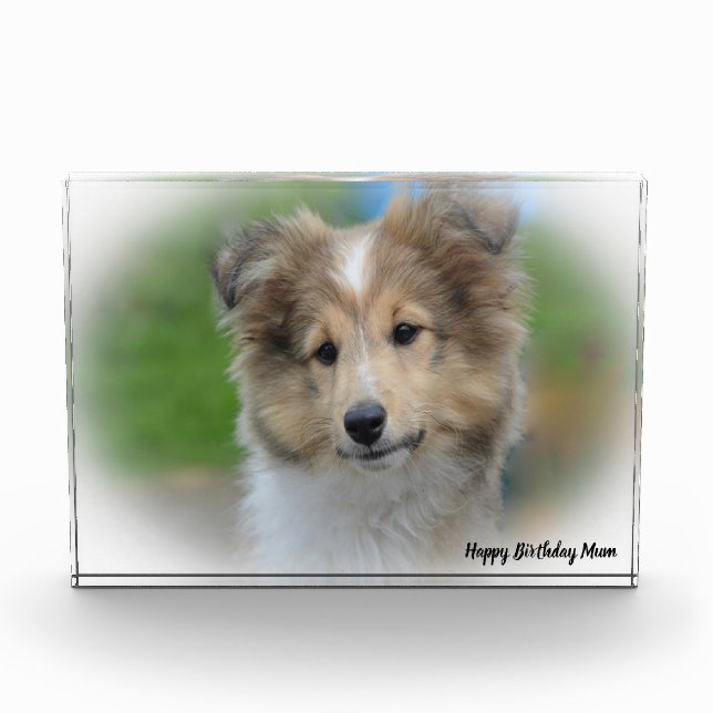 Shetland Sheep Dog Photo Block (Front)