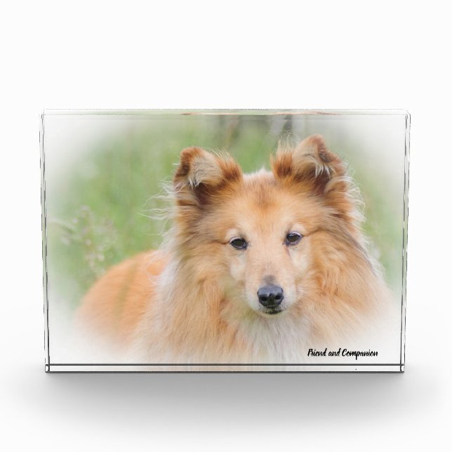 Shetland Sheep Dog. Photo Block (Front)