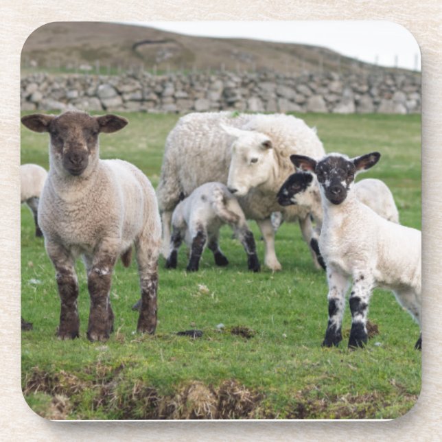 Shetland Sheep Drink Coaster (Front)