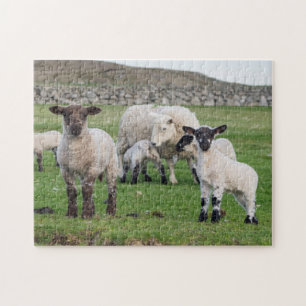 Shetland Sheep Jigsaw Puzzle