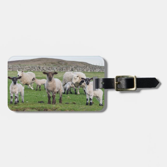 Shetland Sheep Luggage Tag (Front Horizontal)
