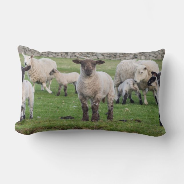 Shetland Sheep Lumbar Pillow (Front)