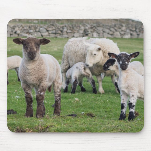 Shetland Sheep Mouse Pad (Front)