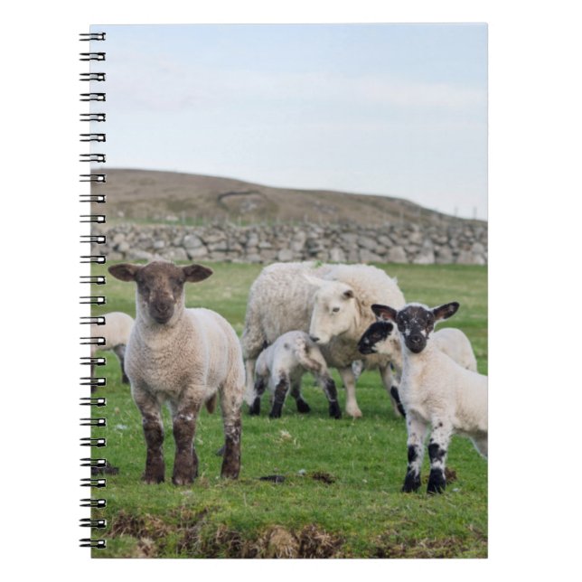 Shetland Sheep Notebook (Front)
