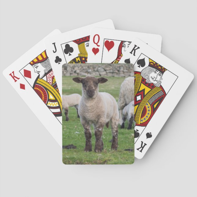 Shetland Sheep Poker Cards (Back)