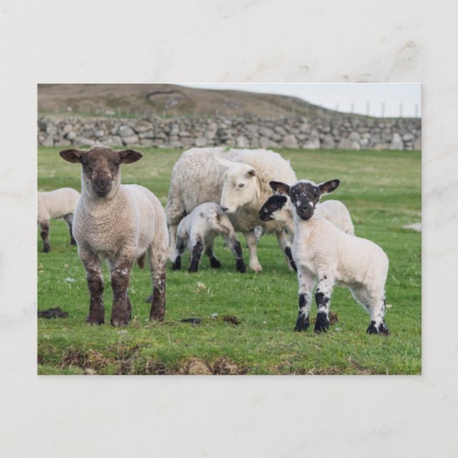 Shetland Sheep Postcard (Front)
