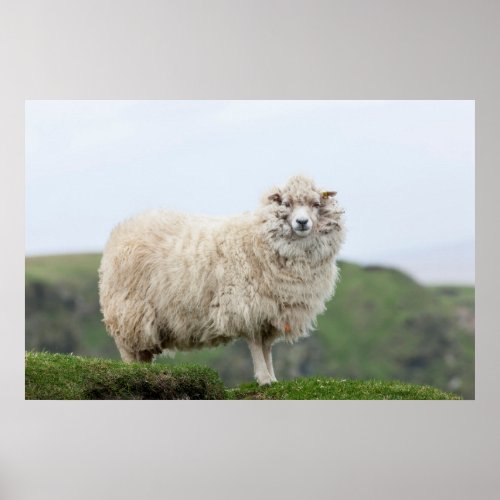 Shetland Sheep Poster