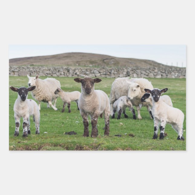 Shetland Sheep Rectangular Sticker (Front)