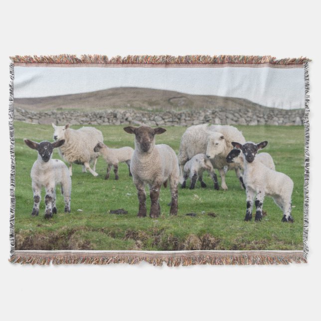 Shetland Sheep Throw Blanket (Front)