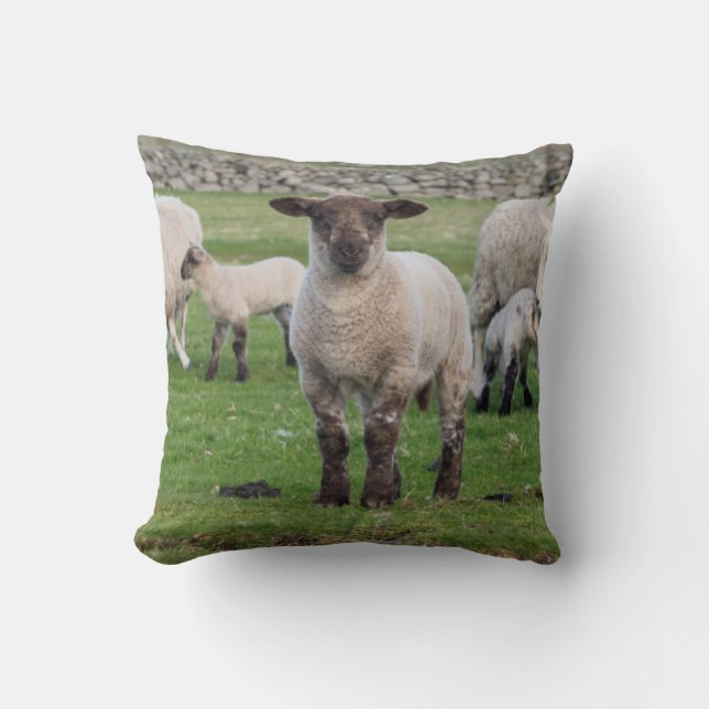 Shetland Sheep Throw Pillow (Front)