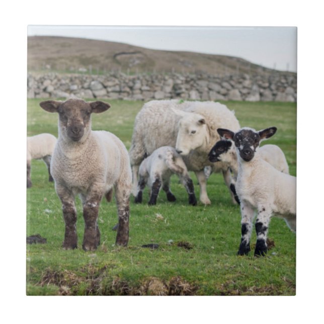 Shetland Sheep Tile (Front)